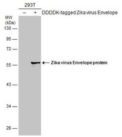 Zika Virus (H/PF/2013) Envelope Antibody, Novus Biologicals 100 &mu;g | Buy Online | Bio-Techne | Fisher Scientific