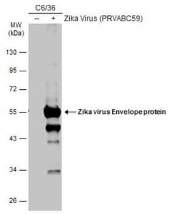 Zika Virus (H/PF/2013) Envelope Antibody, Novus Biologicals 100 &mu;g | Buy Online | Bio-Techne | Fisher Scientific