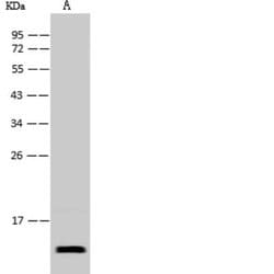 Zika Virus (SPH2015) Envelope Antibody (029) 50 &mu;L; Unconjugated:Antibodies,