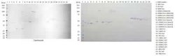 Zika Virus VLP Mouse anti-Virus, Clone: IG3-1-A12-G9, Novus Biologicals:Antibodies:Primary