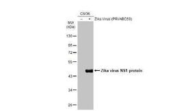 Zika virus (H/PF/2013) NS1 Antibody (GT281), Novus Biologicals 100 &mu;g | Buy Online | Novus Biologicals | Fisher Scientific