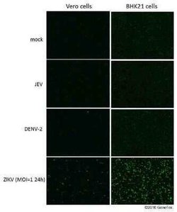 Zika virus (H/PF/2013) NS1 Antibody, Novus Biologicals 100 &mu;g | Buy Online | Bio-Techne | Fisher Scientific