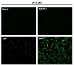 Zika virus (H/PF/2013) NS1 Antibody, Novus Biologicals 100 &mu;g | Buy Online | Novus Biologicals | Fisher Scientific