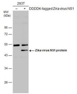 Zika virus (H/PF/2013) NS1 Antibody, Novus Biologicals 100 &mu;g | Buy Online | Bio-Techne | Fisher Scientific