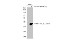 Zika virus (H/PF/2013) NS1 Antibody, Novus Biologicals 100 &mu;g | Buy Online | Bio-Techne | Fisher Scientific
