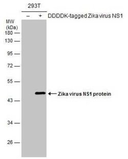 Zika virus (H/PF/2013) NS1 Antibody, Novus Biologicals 100 &mu;g | Buy Online | Novus Biologicals | Fisher Scientific