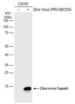 Zika virus Capsid Protein Antibody, Novus Biologicals 100 &mu;g; Unconjugated:Antibodies,