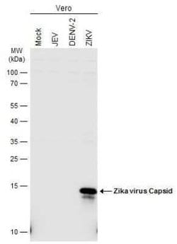 Zika virus Capsid Protein Antibody, Novus Biologicals 100 &mu;g; Unconjugated:Antibodies,