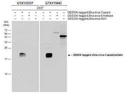 Zika virus Capsid Protein Antibody, Novus Biologicals 100 &mu;g; Unconjugated:Antibodies,