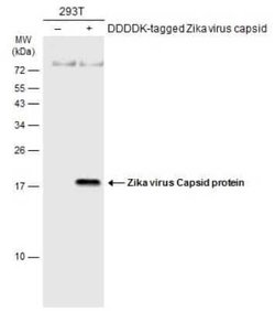 Zika virus Capsid Protein Antibody, Novus Biologicals 100 &mu;g; Unconjugated:Antibodies,