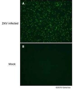 Zika virus NS2B Antibody, Novus Biologicals 100 &mu;g | Buy Online | Novus Biologicals | Fisher Scientific