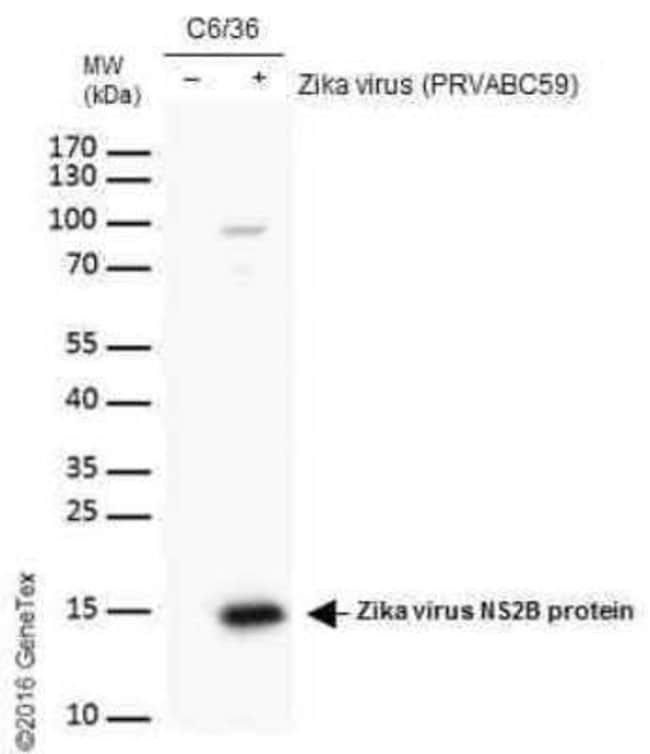 Zika virus NS2B Antibody, Novus Biologicals 100 μg; Unconjugated ...