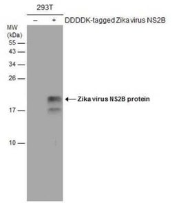 Zika virus NS2B Antibody, Novus Biologicals 100 &mu;g | Buy Online | Novus Biologicals | Fisher Scientific
