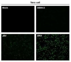 Zika virus NS3 Antibody, Novus Biologicals 100 μg; Unconjugated:Antibodies,
