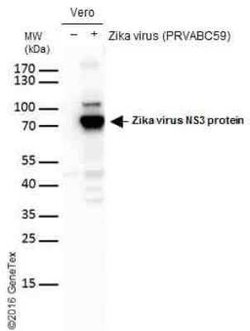 Zika virus NS3 Antibody, Novus Biologicals 100 &mu;g; Unconjugated:Antibodies,