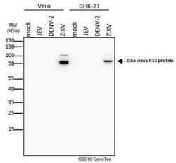 Zika virus NS3 Antibody, Novus Biologicals 100 &mu;g; Unconjugated:Antibodies,
