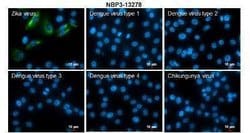 Zika virus NS4A Antibody, Novus Biologicals 100 μg; Unconjugated:Antibodies,