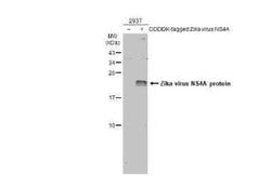 Zika virus NS4A Antibody, Novus Biologicals 100 μg; Unconjugated:Antibodies,