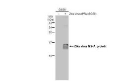 Zika virus NS4A Antibody, Novus Biologicals 100 μg; Unconjugated:Antibodies,