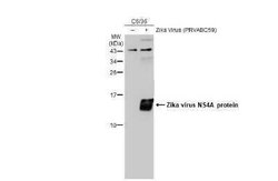 Zika virus NS4A Antibody, Novus Biologicals 100 μg; Unconjugated:Antibodies,