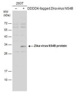 Zika virus NS4B Antibody, Novus Biologicals 100 &mu;g | Buy Online | Novus Biologicals | Fisher Scientific