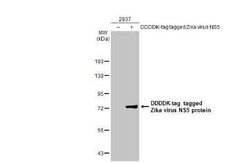 Zika virus NS5 Antibody, Novus Biologicals 100 &mu;g | Buy Online | Novus Biologicals | Fisher Scientific