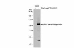Zika virus NS5 Antibody, Novus Biologicals 100 &mu;g; Unconjugated:Antibodies,
