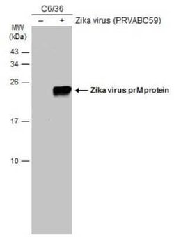 Zika virus prM Antibody, Novus Biologicals 100 &mu;g | Buy Online | Novus Biologicals | Fisher Scientific