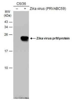 Zika virus prM Antibody, Novus Biologicals 100 &mu;g; Unconjugated:Antibodies,