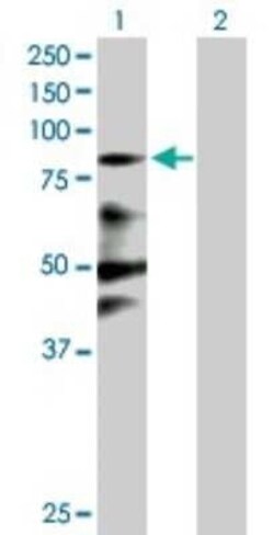 Zinc finger protein 287 Antibody, Novus Biologicals 0.05 mg; Unconjugated:Antibodies,