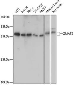 Zmat2 Antibody - Azide and BSA Free, Novus Biologicals:Antibodies:Primary
