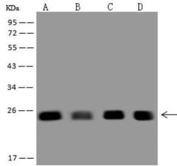Zmat2 Antibody, Novus Biologicals:Antibodies:Primary Antibodies