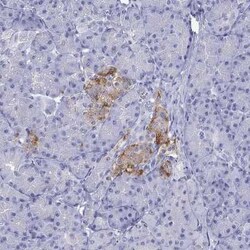 ZnT-8/SLC30A8 Antibody, Novus Biologicals 25ul; Unconjugated:Antibodies,