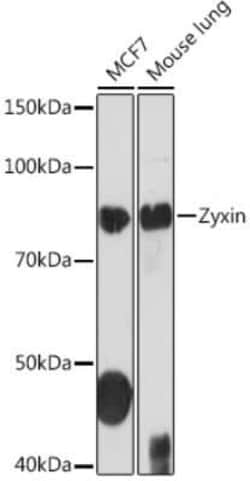 Zyxin Rabbit anti-Human, Mouse, Clone: 4F9P3, Novus Biologicals 20 &mu;g;