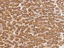 alpha-1D Adrenergic R/ADRA1D Antibody, Novus Biologicals:Antibodies:Primary