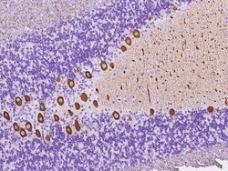alpha-2B Adrenergic R/ADRA2B Antibody, Novus Biologicals 100 &mu;g, Unconjugated:Antibodies,