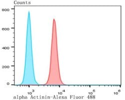 alpha-Actinin 1 Rabbit anti-Human, Mouse, Rat, Polyclonal, Novus Biologicals