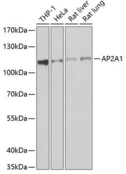 alpha Adaptin Antibody - BSA Free, Novus Biologicals 0.1 mL, Unconjugated:Antibodies,