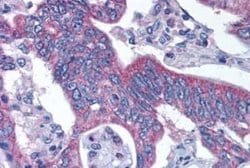 alpha-Aminoadipate Aminotransferase Antibody, Novus Biologicals 50 &mu;g;