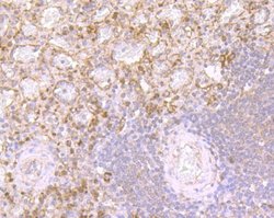 alpha-Defensin 1 Mouse anti-Human, Rat, Clone: 2D2, Novus Biologicals 100