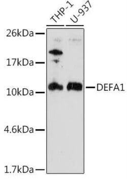 alpha-Defensin 1 Antibody - Azide and BSA Free, Novus Biologicals 100 &mu;g;