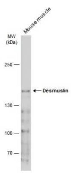 alpha Desmuslin Antibody, Novus Biologicals 100 μg; Unconjugated:Antibodies,