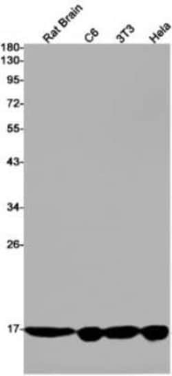alpha Endosulfine Rabbit anti-Human, Mouse, Rat, Clone: S08-1G6, Novus Biologicals 100 &mu;g | Buy Online | Novus Biologicals | Fisher Scientific