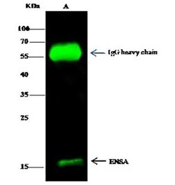 alpha Endosulfine Antibody, Novus Biologicals 100 &mu;g; Unconjugated:Antibodies,