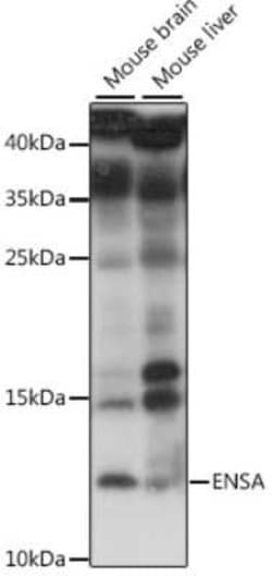 alpha Endosulfine Antibody - Azide and BSA Free, Novus Biologicals:Antibodies:Primary
