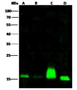 alpha Endosulfine Antibody, Novus Biologicals 100 &mu;g; Unconjugated:Antibodies,