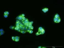 alpha-Fetoprotein/AFP Antibody (1G7), Novus Biologicals 0.1 mg | Buy Online | Novus Biologicals | Fisher Scientific