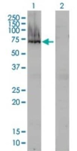 alpha-Fetoprotein/AFP Antibody (1G7), Novus Biologicals 0.1 mg | Buy Online | Novus Biologicals | Fisher Scientific