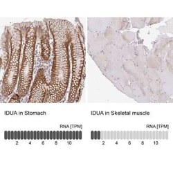 alpha-L-Iduronidase/IDUA Antibody, Novus Biologicals 0.1 mL, Unconjugated:Antibodies,