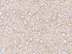alpha-N-terminal Methyltransferase 1A/METTL11A Antibody, Novus Biologicals